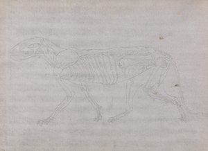 人体结构与老虎和普通家禽的比较解剖学论述》（A Comparative Anatomical Exposition of the Structure of the Human Body with a Tiger and a Common Fowl）：老虎身体，侧视图 作者 乔治·斯塔布斯