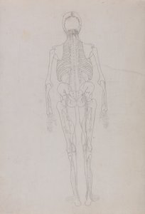 人体结构与老虎和普通家禽的比较解剖说明：人物，后视图（关键人物的轮廓图，显示解剖的最后阶段） 作者 乔治·斯塔布斯