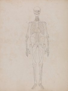 人体结构与老虎和普通家禽结构的比较解剖阐述：  人形，前视（轮廓图） 作者 乔治·斯塔布斯