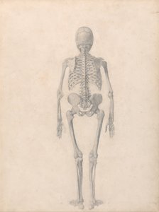 人体结构与老虎和普通家禽的比较解剖论述：人体骨骼，后视图（表二的完成研究） 作者 乔治·斯塔布斯