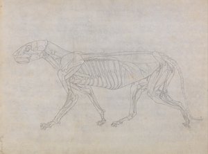 人体结构与老虎和普通家禽的比较解剖学论述》（A Comparative Anatomical Exposition of the Structure of the Human Body with a Tiger and a Common Fowl）：老虎身体，侧视图 作者 乔治·斯塔布斯