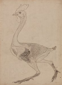 人体结构与老虎和普通家禽的解剖对比图解：  鸡体，侧视图（表 X 关键图研究） 作者 乔治·斯塔布斯