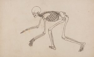 人体结构与老虎和普通家禽的比较解剖论述：人体骨骼，侧视图 作者 乔治·斯塔布斯