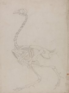 人体结构与老虎和普通家禽的比较解剖阐述：  家禽骨骼，侧视图（骨骼轮廓图） 作者 乔治·斯塔布斯