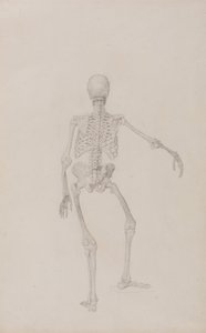 人体结构与老虎和普通家禽的比较解剖论述：人体骨骼，后视图（右臂外展；未出版表格的研究成品） 作者 乔治·斯塔布斯