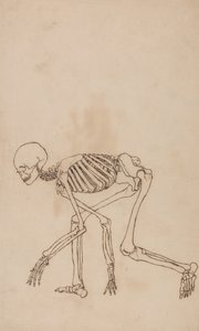 人体结构与老虎和普通家禽的比较解剖论述：人体骨骼，侧视图 作者 乔治·斯塔布斯