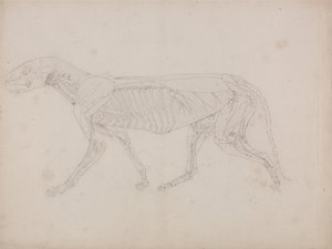 人体结构与老虎和普通家禽的比较解剖学论述》（A Comparative Anatomical Exposition of the Structure of the Human Body with a Tiger and a Common Fowl）：老虎身体，侧视图 作者 乔治·斯塔布斯