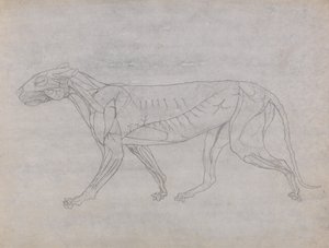 人体结构与老虎和普通家禽的比较解剖学论述》（A Comparative Anatomical Exposition of the Structure of the Human Body with a Tiger and a Common Fowl）：老虎身体，侧视图 作者 乔治·斯塔布斯