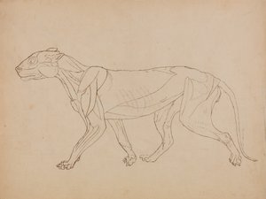 人体结构与老虎和普通家禽的解剖对比图解：  虎体，侧视图（可能是作为关键图的基础制作的） 作者 乔治·斯塔布斯
