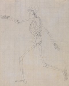 人体结构与老虎和普通家禽的比较解剖阐述：人体骨骼，侧视图（表 III 关键图的骨骼概要） 作者 乔治·斯塔布斯