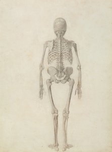 与老虎和普通家禽的人体结构比较解剖学展示：人体骨骼，后视图 作者 乔治·斯塔布斯