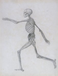 人体结构与老虎和家禽结构的比较解剖学论述：人类图，侧视图，1795-1806 作者 乔治·斯塔布斯