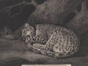 艺术家刻在酒吧里的《睡豹》。 1791（蚀刻） 作者 乔治·斯塔布斯
