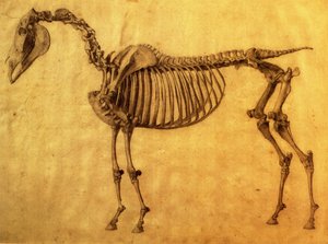 第一张马的骨骼表的完成研究，c。 1766年（纸上石墨） 作者 乔治·斯塔布斯