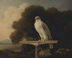 格陵兰隼,Gyr Falcon, 1780. 作者 乔治·斯塔布斯