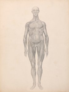 人体图、前视图、去除皮肤和下面的筋膜层（表 XI 的完成研究） 作者 乔治·斯塔布斯