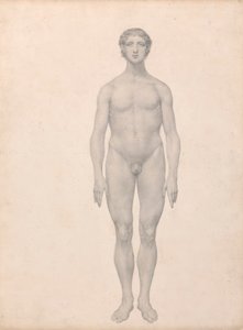 人形，前视，未解剖（表 VI 的完成研究） 作者 乔治·斯塔布斯