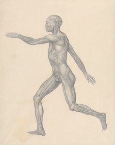 去除皮肤和下面的筋膜层后的人体侧面视图（表 XIII 的完成研究） 作者 乔治·斯塔布斯