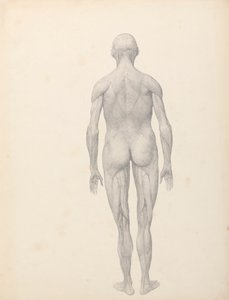 人体后视图，部分解剖（表 XII 的研究完成） 作者 乔治·斯塔布斯