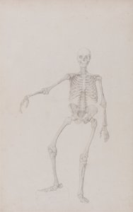 人体骨骼，前视图（右臂外展；未出版表格的研究成品） 作者 乔治·斯塔布斯