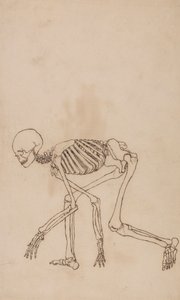 人体骨骼，侧视图 作者 乔治·斯塔布斯