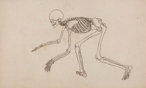人体骨骼，侧面视图 作者 乔治·斯塔布斯