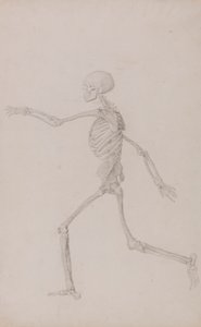 人体骨骼，左侧视图，奔跑中（表 III 的完成研究） 作者 乔治·斯塔布斯