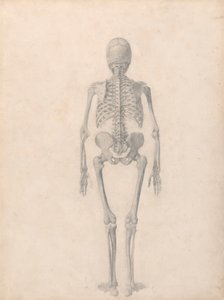 人体骨骼，后视图（表 II 的完成研究） 作者 乔治·斯塔布斯