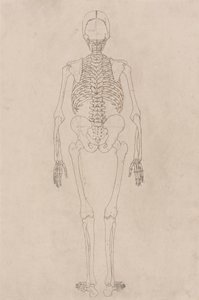 人体骨骼，后视图（与表 II 有关） 作者 乔治·斯塔布斯