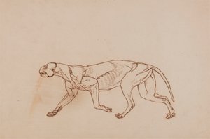 豹身，侧视图（解剖后期，表层结缔组织和耳朵已去除） 作者 乔治·斯塔布斯