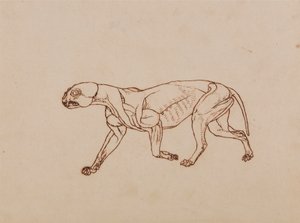 豹身，侧视图 作者 乔治·斯塔布斯