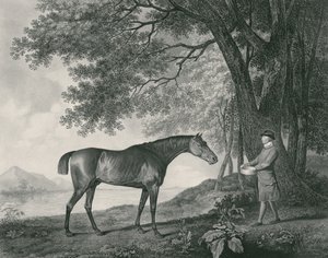 Sharke，由George Townley Stubbs（1756-1815）酒吧刻。 1794（蚀刻） 作者 乔治·斯塔布斯