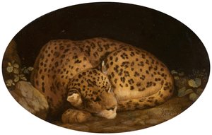 沉睡的豹子，1777年。