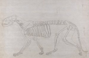 从人体结构与老虎和普通家禽的结构的比较解剖学博览，1795-1806（薄薄的纸上的石墨）研究虎，侧视图 作者 乔治·斯塔布斯