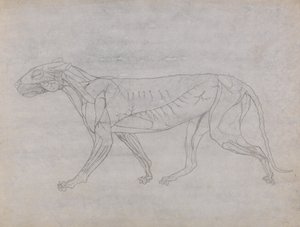 从人体结构与老虎和普通家禽的结构的比较解剖学博览，1795-1806（薄薄的纸上的石墨）研究虎，侧视图 作者 乔治·斯塔布斯