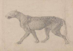 从人体结构与老虎和普通家禽的结构的比较解剖学博览，1795-1806（在纸上的石墨）研究虎，侧视图 作者 乔治·斯塔布斯
