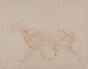 从人体结构与虎和普通禽类结构的比较解剖学博览，1795-1806（编织纸上的红色粉笔石墨）研究虎，侧视图 作者 乔治·斯塔布斯