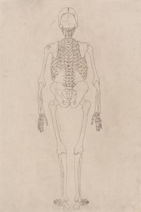 研究人体图，后视图，从人体结构与虎和普通禽的结构的比较解剖学博览，c.1795-1806（墨盒上的墨水） 作者 乔治·斯塔布斯