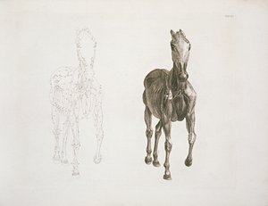 标签。八，来自&39;马的剖析......&39;1766年 作者 乔治·斯塔布斯