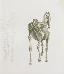 标签。 XV，来自&39;The Anatomy of the Horse ...&39;，1766 作者 乔治·斯塔布斯