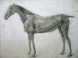 肌肉研究：从侧面看Ecorche绘图，从第13个解剖表，从马的解剖学，1766年 作者 乔治·斯塔布斯
