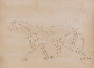 老虎身体侧视图（关键人物轮廓图） 作者 乔治·斯塔布斯