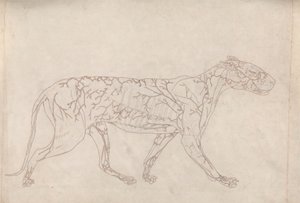 Tiger，横向视图（表面血液供应的概要研究，为表 IX 的关键图准备） 作者 乔治·斯塔布斯