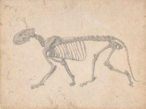 老虎骨架，侧面视图（表 IV 的研究完成） 作者 乔治·斯塔布斯