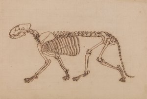 Tiger Skeleton, Lateral View   1433929   zh       chinese Successfully Translated  Original: Portrait of unknown woman from the court of King Henry VIII.,1812 (engraving) Translat: Portrait of unknown woman from the court of King Henry VIII.,1812 (engravin 作者 乔治·斯塔布斯