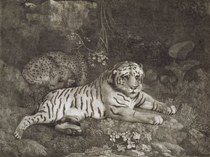 由艺术家刻在酒吧里的两只泰格犬。 1788（蚀刻） 作者 乔治·斯塔布斯