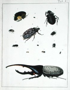 各种甲虫，板块I来自 "Diarium Zoologicum"。 作者 乔治·居维叶