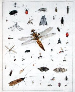 各种昆虫，板块III来自 "Diarium Zoologicum"。 作者 乔治·居维叶