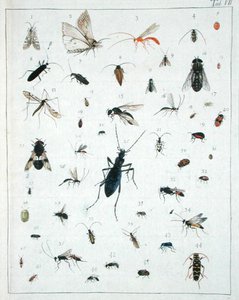各种昆虫，板块七来自 "Diarium Zoologicum"。 作者 乔治·居维叶