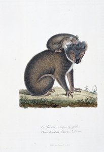 自然历史板块：代表考拉（在格里菲斯之后）、Phascolarctos Fuscus 的动物学板块 - 在博物学家乔治·路易斯·勒克莱尔（Georges Louis Leclerc，布冯伯爵，1707 - 1788 年）的“布冯完成”中。 1837 年的雕刻。